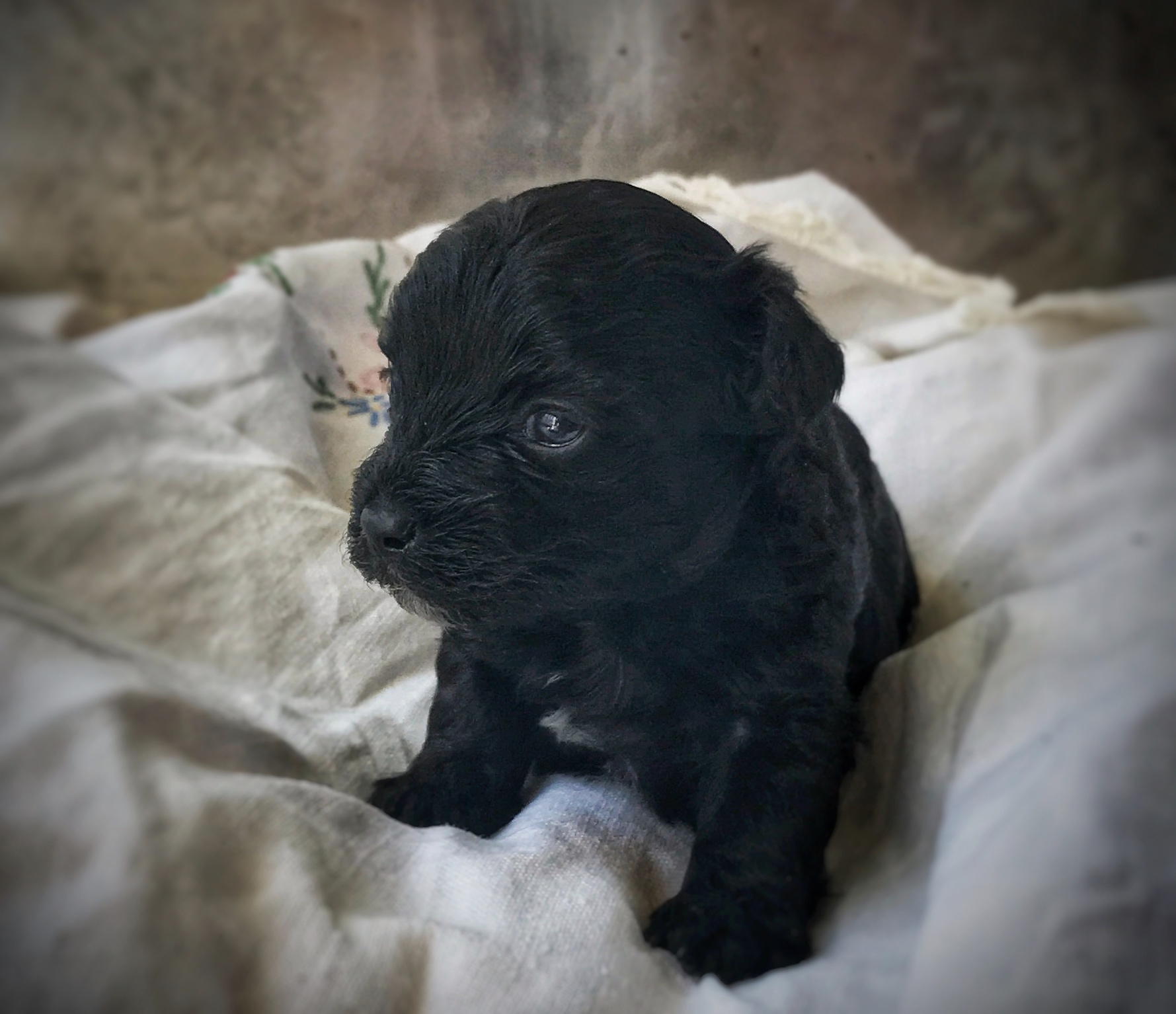 Savannah May Puppies Hobby Dog Breeder